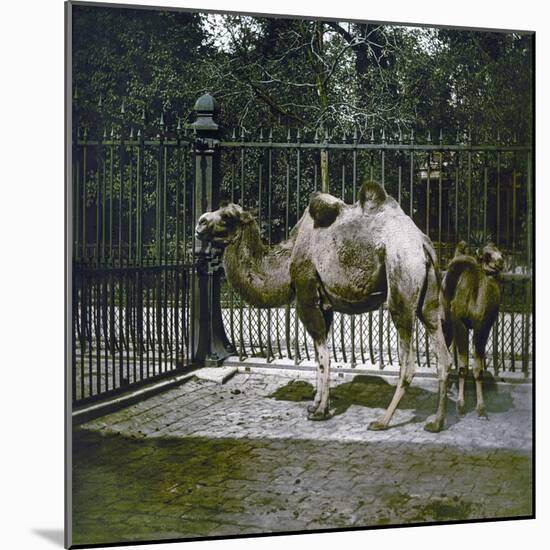 Dromedaries at the Jardin Des Plantes, Paris (Vth Arrondissement), Circa 1895-1900-Leon, Levy et Fils-Mounted Photographic Print