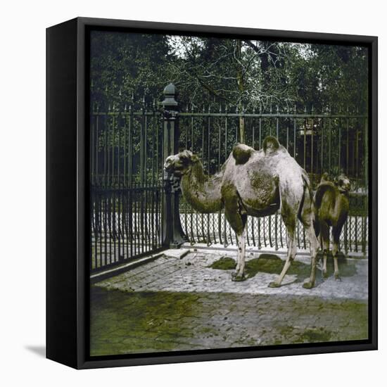 Dromedaries at the Jardin Des Plantes, Paris (Vth Arrondissement), Circa 1895-1900-Leon, Levy et Fils-Framed Stretched Canvas