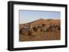 Dromedaries, Dunes of Merzouga, Morocco-Natalie Tepper-Framed Photo