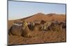 Dromedaries, Dunes of Merzouga, Morocco-Natalie Tepper-Mounted Photo