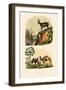 Dromedary, 1833-39-null-Framed Giclee Print