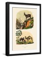 Dromedary, 1833-39-null-Framed Giclee Print