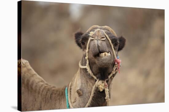 Dromedary Camel (Camelus dromedarius) adult, close-up of head, wearing bridle, Morocco-Robin Chittenden-Stretched Canvas