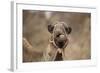 Dromedary Camel (Camelus dromedarius) adult, close-up of head, wearing bridle, Morocco-Robin Chittenden-Framed Photographic Print