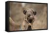 Dromedary Camel (Camelus dromedarius) adult, close-up of head, wearing bridle, Morocco-Robin Chittenden-Framed Stretched Canvas