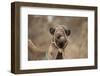 Dromedary Camel (Camelus dromedarius) adult, close-up of head, wearing bridle, Morocco-Robin Chittenden-Framed Photographic Print