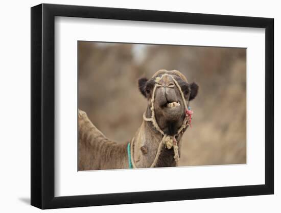 Dromedary Camel (Camelus dromedarius) adult, close-up of head, wearing bridle, Morocco-Robin Chittenden-Framed Photographic Print