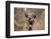 Dromedary Camel (Camelus dromedarius) adult, close-up of head, wearing bridle, Morocco-Robin Chittenden-Framed Photographic Print