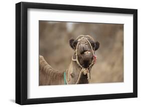 Dromedary Camel (Camelus dromedarius) adult, close-up of head, wearing bridle, Morocco-Robin Chittenden-Framed Photographic Print