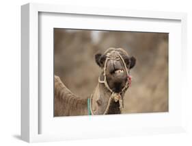 Dromedary Camel (Camelus dromedarius) adult, close-up of head, wearing bridle, Morocco-Robin Chittenden-Framed Photographic Print