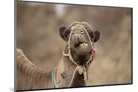 Dromedary Camel (Camelus dromedarius) adult, close-up of head, wearing bridle, Morocco-Robin Chittenden-Mounted Photographic Print