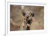 Dromedary Camel (Camelus dromedarius) adult, close-up of head, wearing bridle, Morocco-Robin Chittenden-Framed Photographic Print