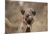 Dromedary Camel (Camelus dromedarius) adult, close-up of head, wearing bridle, Morocco-Robin Chittenden-Mounted Photographic Print