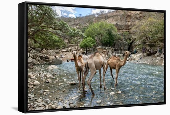 Dromedary Camel (Camelus Dromedarius) Drinking Water From The Web River (Weyib River)-Constantinos Petrinos-Framed Stretched Canvas