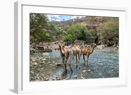 Dromedary Camel (Camelus Dromedarius) Drinking Water From The Web River (Weyib River)-Constantinos Petrinos-Framed Photographic Print