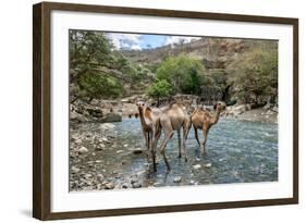Dromedary Camel (Camelus Dromedarius) Drinking Water From The Web River (Weyib River)-Constantinos Petrinos-Framed Photographic Print
