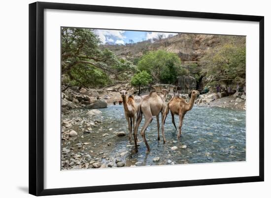 Dromedary Camel (Camelus Dromedarius) Drinking Water From The Web River (Weyib River)-Constantinos Petrinos-Framed Photographic Print