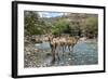 Dromedary Camel (Camelus Dromedarius) Drinking Water From The Web River (Weyib River)-Constantinos Petrinos-Framed Photographic Print