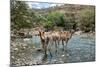 Dromedary Camel (Camelus Dromedarius) Drinking Water From The Web River (Weyib River)-Constantinos Petrinos-Mounted Photographic Print