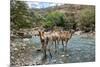 Dromedary Camel (Camelus Dromedarius) Drinking Water From The Web River (Weyib River)-Constantinos Petrinos-Mounted Photographic Print