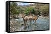 Dromedary Camel (Camelus Dromedarius) Drinking Water From The Web River (Weyib River)-Constantinos Petrinos-Framed Stretched Canvas