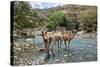 Dromedary Camel (Camelus Dromedarius) Drinking Water From The Web River (Weyib River)-Constantinos Petrinos-Stretched Canvas