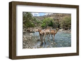 Dromedary Camel (Camelus Dromedarius) Drinking Water From The Web River (Weyib River)-Constantinos Petrinos-Framed Photographic Print