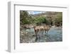 Dromedary Camel (Camelus Dromedarius) Drinking Water From The Web River (Weyib River)-Constantinos Petrinos-Framed Photographic Print