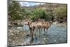 Dromedary Camel (Camelus Dromedarius) Drinking Water From The Web River (Weyib River)-Constantinos Petrinos-Mounted Photographic Print