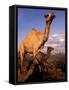 Dromedary Camel, Mother and Baby, Nanyuki, Kenya-Art Wolfe-Framed Stretched Canvas