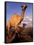 Dromedary Camel, Mother and Baby, Nanyuki, Kenya-Art Wolfe-Framed Stretched Canvas