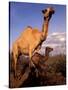 Dromedary Camel, Mother and Baby, Nanyuki, Kenya-Art Wolfe-Stretched Canvas