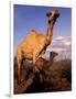 Dromedary Camel, Mother and Baby, Nanyuki, Kenya-Art Wolfe-Framed Photographic Print