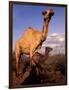 Dromedary Camel, Mother and Baby, Nanyuki, Kenya-Art Wolfe-Framed Photographic Print