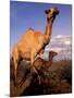 Dromedary Camel, Mother and Baby, Nanyuki, Kenya-Art Wolfe-Mounted Photographic Print