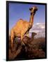 Dromedary Camel, Mother and Baby, Nanyuki, Kenya-Art Wolfe-Framed Photographic Print