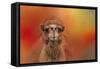 Dromedary Camel-Jai Johnson-Framed Stretched Canvas