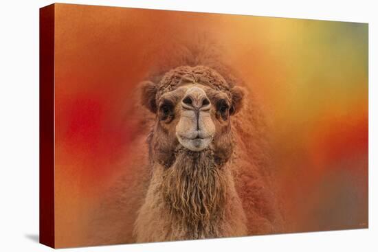 Dromedary Camel-Jai Johnson-Stretched Canvas