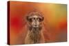 Dromedary Camel-Jai Johnson-Stretched Canvas