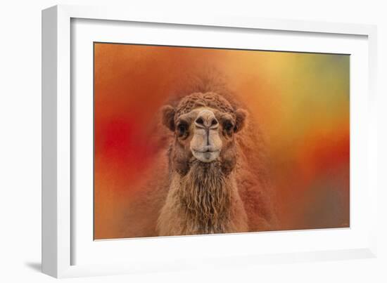 Dromedary Camel-Jai Johnson-Framed Giclee Print