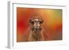 Dromedary Camel-Jai Johnson-Framed Giclee Print