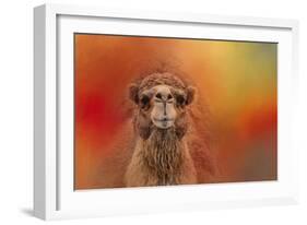 Dromedary Camel-Jai Johnson-Framed Giclee Print