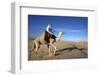 Dromedary rider in the Sahara, Douz, Kebili, Tunisia-Godong-Framed Photographic Print