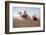 Dromedary riders in the Sahara, Douz, Kebili, Tunisia-Godong-Framed Photographic Print