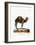 Dromedary-null-Framed Giclee Print