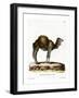 Dromedary-null-Framed Giclee Print