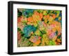 Drone Aerial Panorama's in Autumn Fall-Steve Ellis-Framed Photographic Print