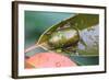 Drone Beetle-naruuy-Framed Photographic Print