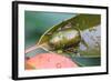 Drone Beetle-naruuy-Framed Photographic Print