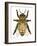 Drone Honey Bee-Tim Knepp-Framed Giclee Print